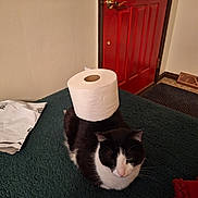 Gregoriah joined the competition — help win amazing prizes! cat, black_and_white_cat, toilet_paper, rug, indoor, home, red_door, floor, textured_surface, sitting, animal, pet, funny, crown, bathroom_item, household, portrait, front_door, dark_fur, white_fur