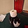 cat, black_and_white_cat, toilet_paper, rug, indoor, home, red_door, floor, textured_surface, sitting, animal, pet, funny, crown, bathroom_item, household, portrait, front_door, dark_fur, white_fur