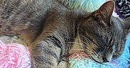 Hazel is registered to the contest to win money with this photo: cat, gray_cat, sleeping, resting, relaxed, stretched, paws, whiskers, fur, pet, animal, cushion, fluffy, rainbow_colors, pink, blue, purple, bedroom, indoor, cozy