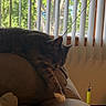 Hazel joined the competition — help win amazing prizes! cat, sleeping, gray_cat, pet, animal, couch, sofa, paw, whiskers, ears, indoors, window, vertical_blinds, sunlight, trees, living_room, relaxed, napping, cat_toy, cozy