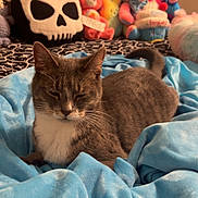 Hazel is registered to the contest to win money with this photo: cat, pet, animal, gray_cat, white_chest, whiskers, ears, eyes, bed, blanket, blue_blanket, plush_toys, stuffed_animals, skull_pillow, bedroom, indoor, cozy, lying_down, portrait, soft_lighting