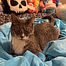 cat, pet, animal, gray_cat, white_chest, whiskers, ears, eyes, bed, blanket, blue_blanket, plush_toys, stuffed_animals, skull_pillow, bedroom, indoor, cozy, lying_down, portrait, soft_lighting