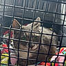 Hazel is registered to the contest to win money with this photo: cat, kitten, gray_cat, feline, animal, face, eyes, whiskers, ears, pet, carrier, crate, cage, bars, blanket, colorful, indoors, portrait, sitting, closeup