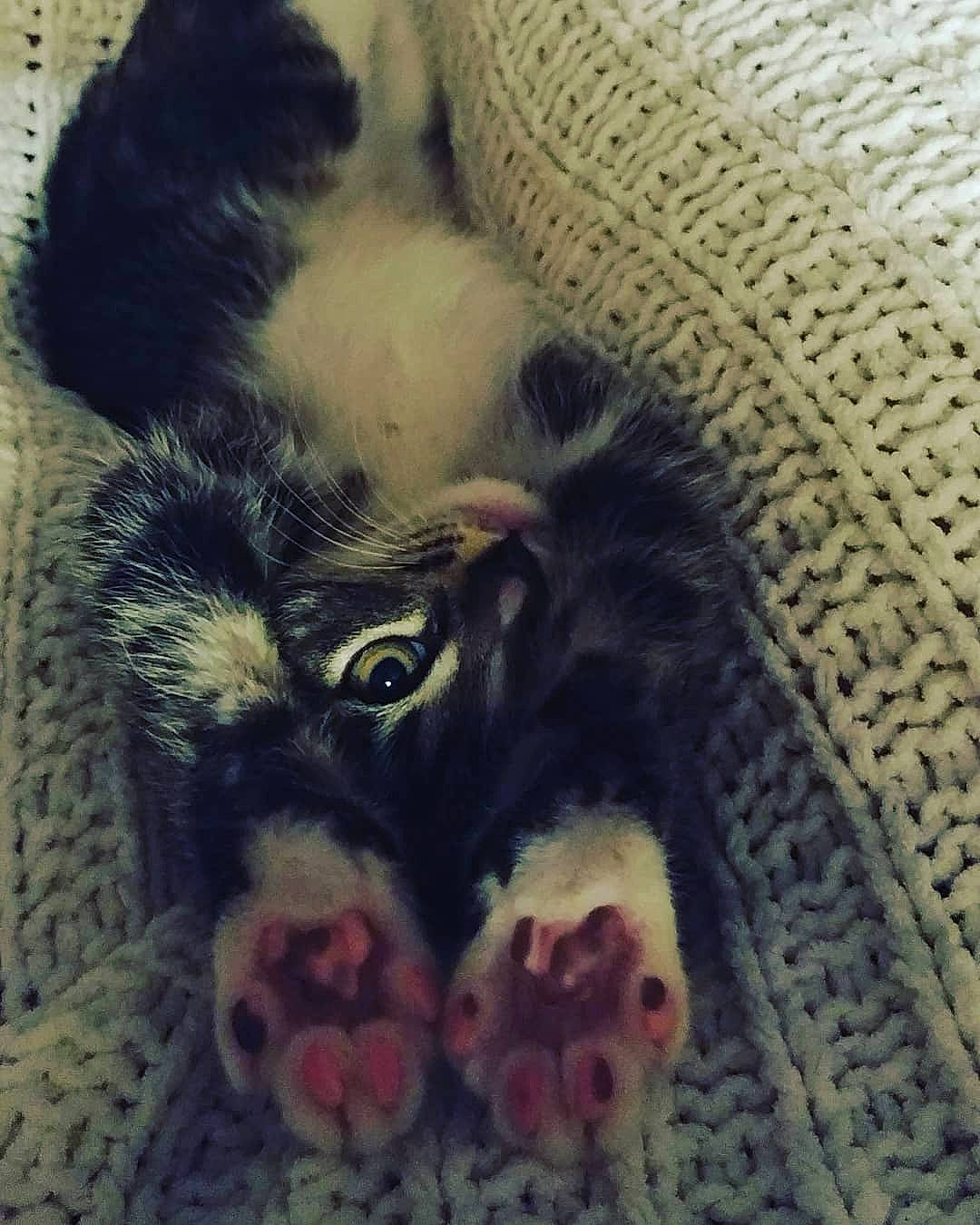 Indiana is registered to the contest to win money with this photo: canidae, carnivore, cat, felidae, fur, kitten, paw, puppy, small_to_medium_sized_cats