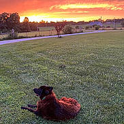Raven is registered to the contest to win money with this photo: dog, grass, sunset, sky, clouds, field, tree, fence, house, nature, outdoor, animal, canine, relaxing, scenery, rural, evening, colorful, peaceful, collar