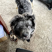 Dunkin joined the competition — help win amazing prizes! dog, indoor, carpet, furniture, shoes, shelf, board_games, black_dog, fluffy_dog, pet, animal, domestic, canine, looking_up, blurred_background, home, floor, toy, box, household