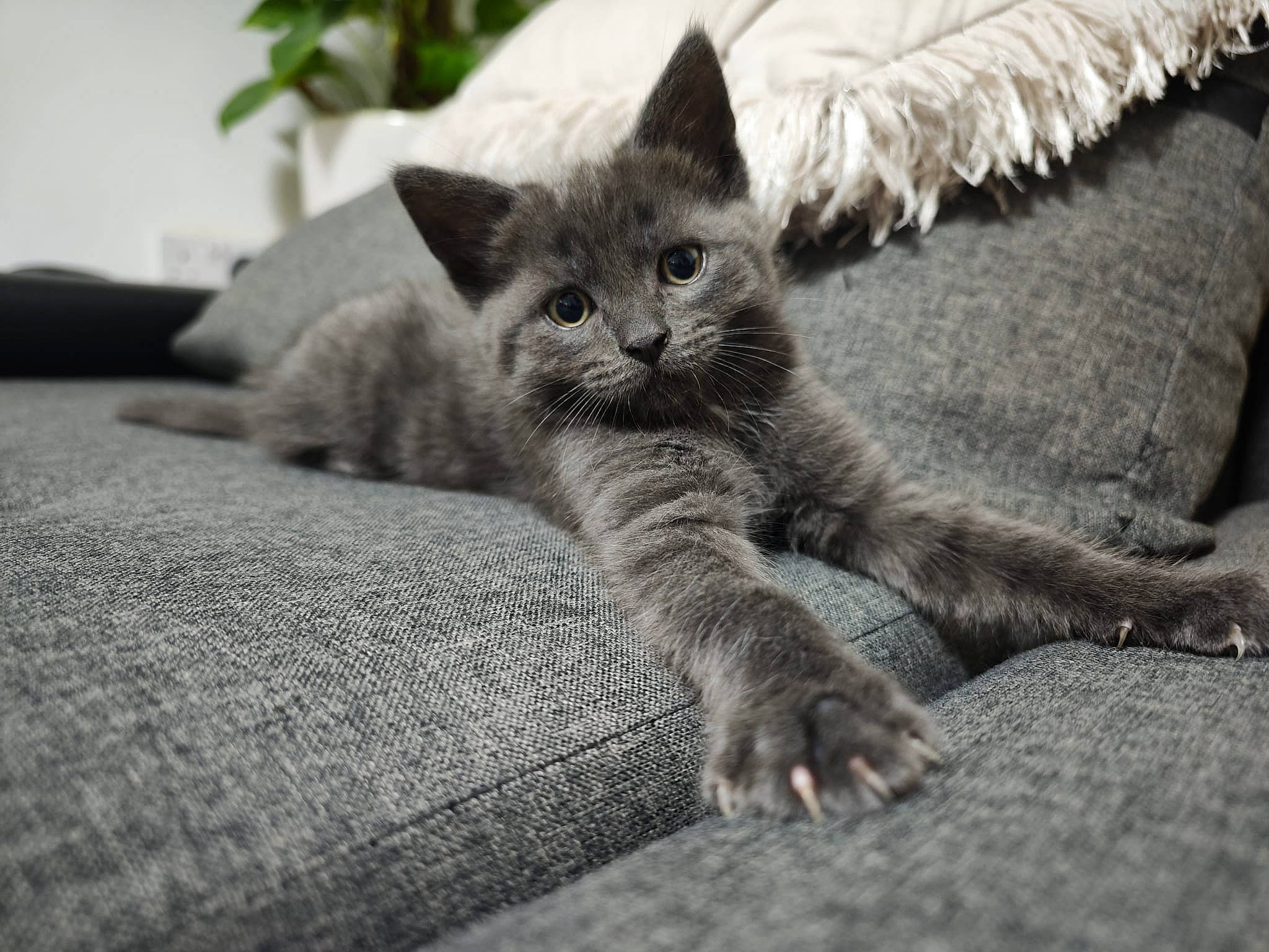 Bluey is registered to the contest to win money with this photo: carnivore, cat, claw, comfort, domestic_short_haired_cat, felidae, fur, grey, linens, monochrome, monochrome_photography, paw, plant, sitting, small_to_medium_sized_cats, snout, tail, whiskers