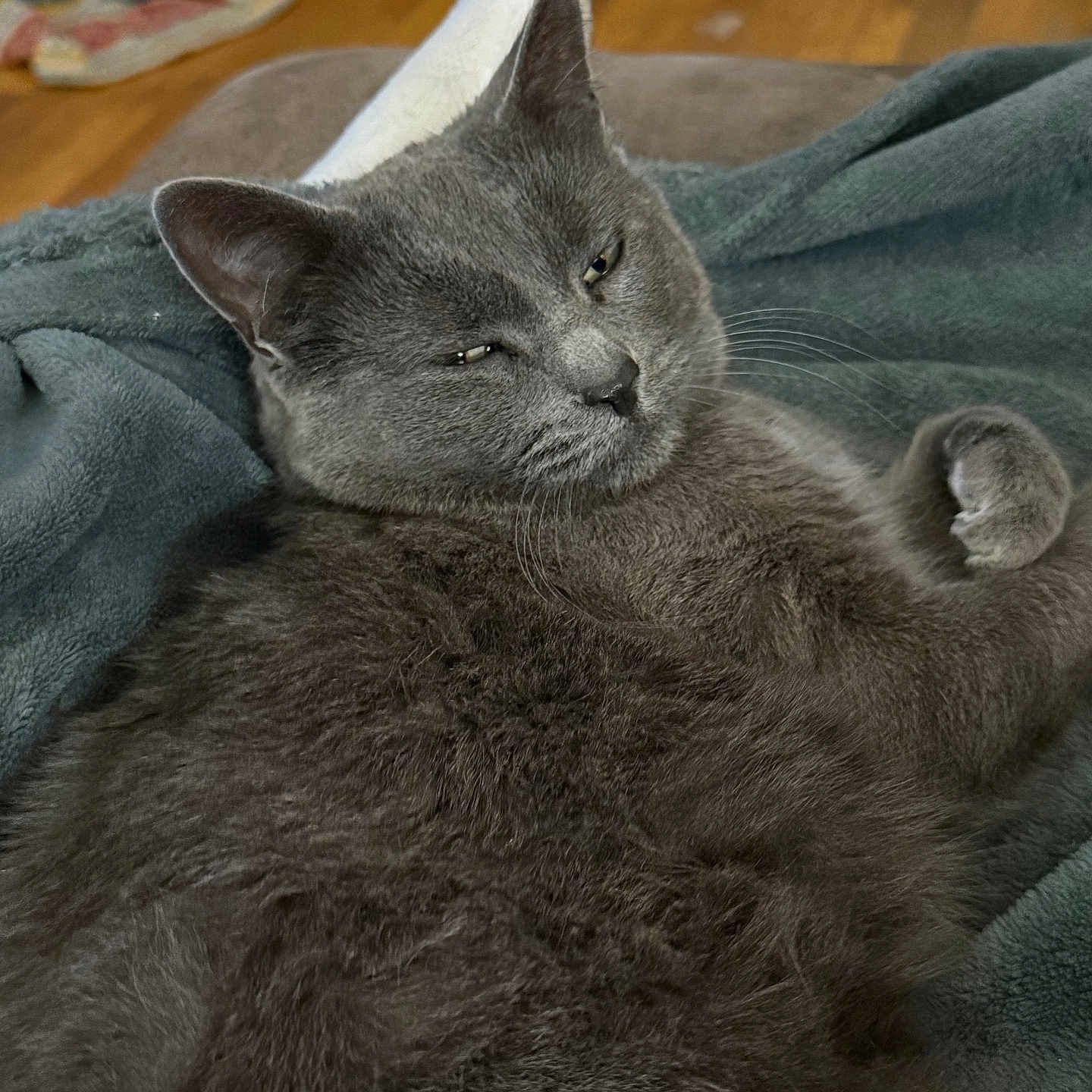 Cara joined the competition — help win amazing prizes! animal, blanket, cat, closeup, comfort, cozy, cute, ears, fur, furry, gray_cat, home, indoor, mammal, paw, pet, relaxed, resting, sleepy, whiskers