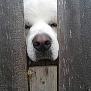 Lancelot joined the competition — help win amazing prizes! animal, canine, close_up, creature, curious, daylight, dog, face, fur, nature, nose, outdoor, pet, quiet, sleepy, snout, texture, white_dog, wood, wooden_fence