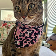 Poppy is registered to the contest to win money with this photo: cat, tabby, bandana, pink, black_spots, indoor, close_up, pet, feline, whiskers, curious, soft_toys, cushions, cozy, fur, animal, domestic, portrait, sitting, window_blinds