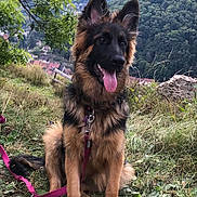 Saly participe au concours pour gagner de l'argent avec cette photo : dog, german_shepherd, canine, pet, animal, outdoor, grass, leash, nature, hill, tree, mountain, village, landscape, tongue_out, sitting, fur, ears, happy, daylight