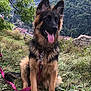 dog, german_shepherd, canine, pet, animal, outdoor, grass, leash, nature, hill, tree, mountain, village, landscape, tongue_out, sitting, fur, ears, happy, daylight