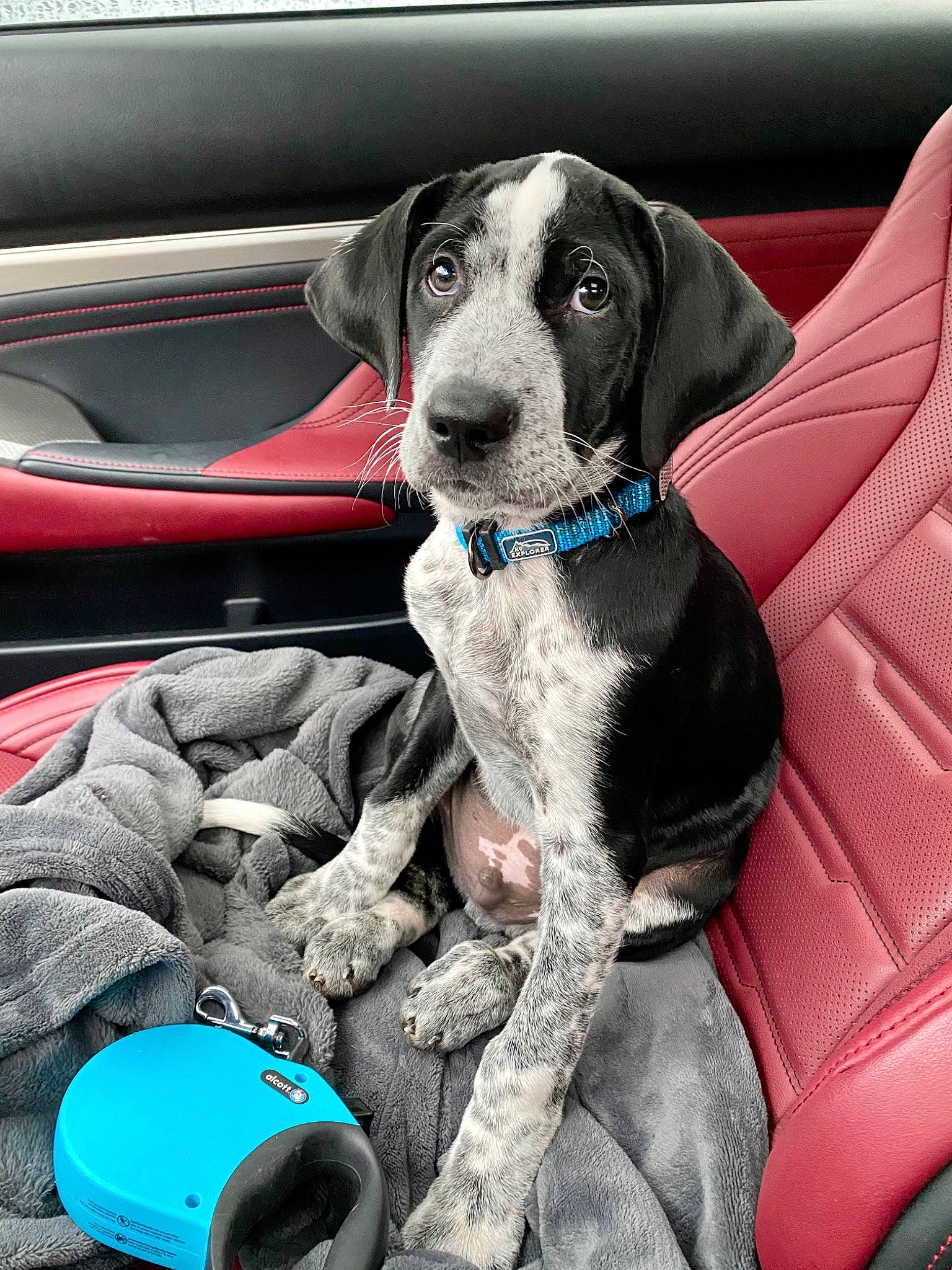 Beau joined the competition — help win amazing prizes! auto_part, automotive_design, automotive_exterior, car, car_seat, car_seat_cover, carnivore, collar, comfort, companion_dog, dog, dog_breed, dog_collar, dog_supply, motor_vehicle, snout, sporting_group, vehicle, vehicle_door, working_animal