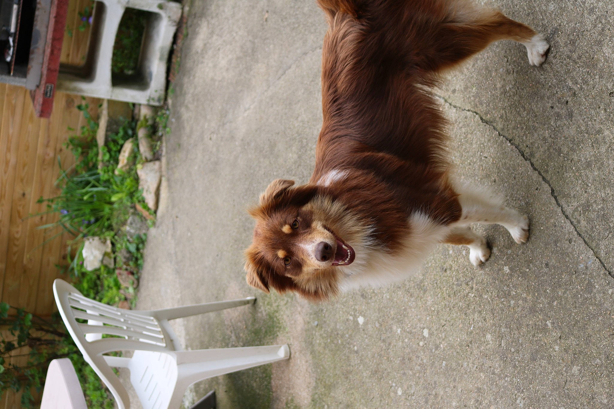 Tara a rejoint le concours — aidez-le/la à gagner de superbes lots ! canidae, carnivore, chair, companion_dog, dog, dog_breed, fawn, felidae, fur, liver, outdoor_furniture, paw, plant, small_to_medium_sized_cats, snout, sporting_group, tail, toy_dog, whiskers, wood