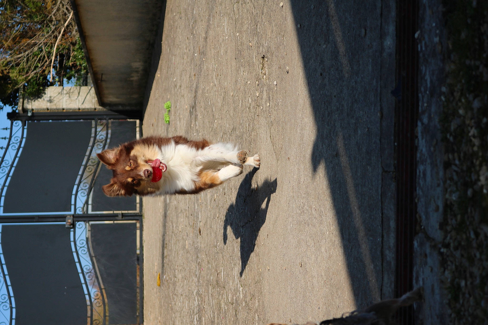 Tara participe au concours pour gagner de l'argent avec cette photo : asphalt, carnivore, companion_dog, dog, dog_breed, felidae, fun, fur, leisure, plant, road_surface, shadow, small_to_medium_sized_cats, sporting_group, tail, tree, water, wood