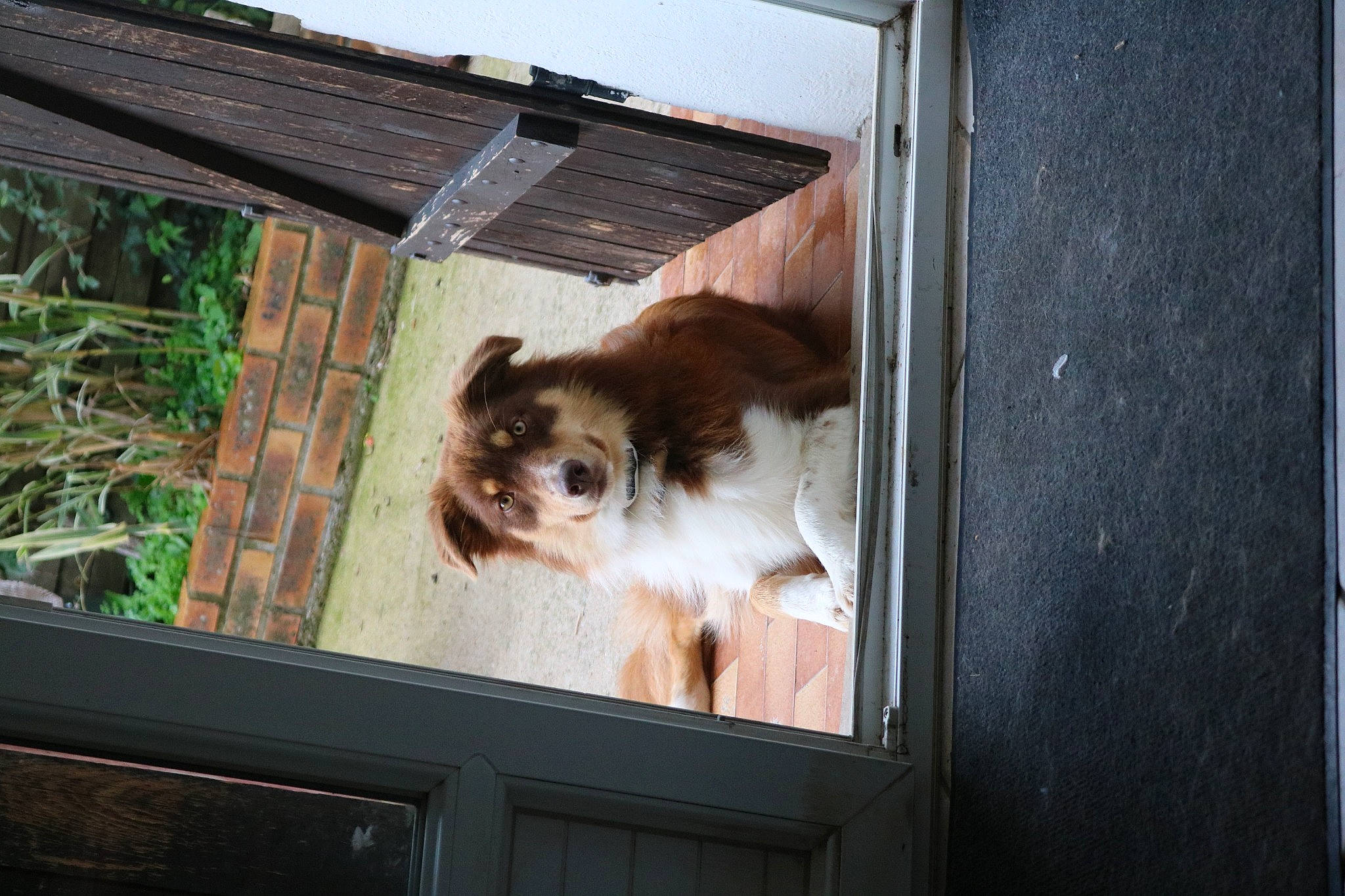 Tara participe au concours pour gagner de l'argent avec cette photo : canidae, carnivore, companion_dog, dog, dog_breed, fawn, felidae, fur, japanese_chin, king_charles_spaniel, liver, pet_supply, snout, spaniel, sporting_group, tibetan_spaniel, toy_dog, whiskers, window, wood