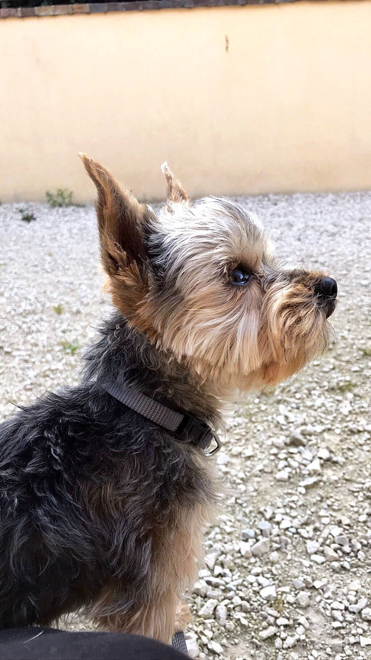Narko participe au concours pour gagner de l'argent avec cette photo : australian_silky_terrier, australian_terrier, biewer_terrier, cairn_terrier, canidae, carnivore, companion_dog, dog, dog_breed, ear, mammal, norwich_terrier, puppy, rare_breed_dog, small_terrier, snout, terrier, toy_dog, vertebrate, yorkshire_terrier