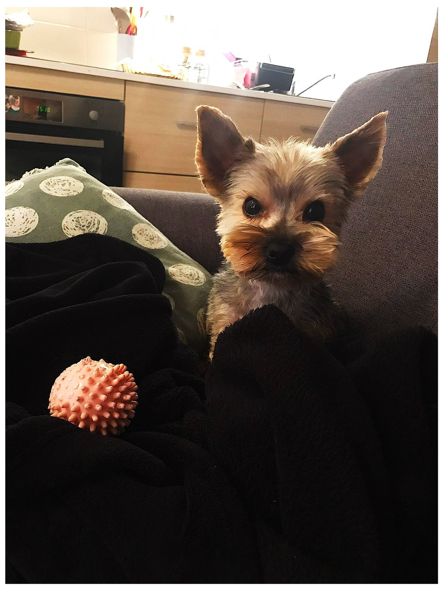 Narko a rejoint le concours — aidez-le/la à gagner de superbes lots ! asian, canidae, carnivore, cat, couch, dog, ear, fawn, felidae, fur, kitten, mammal, morkie, puppy, small_to_medium_sized_cats, snapshot, toy_dog, whiskers, yorkshire_terrier