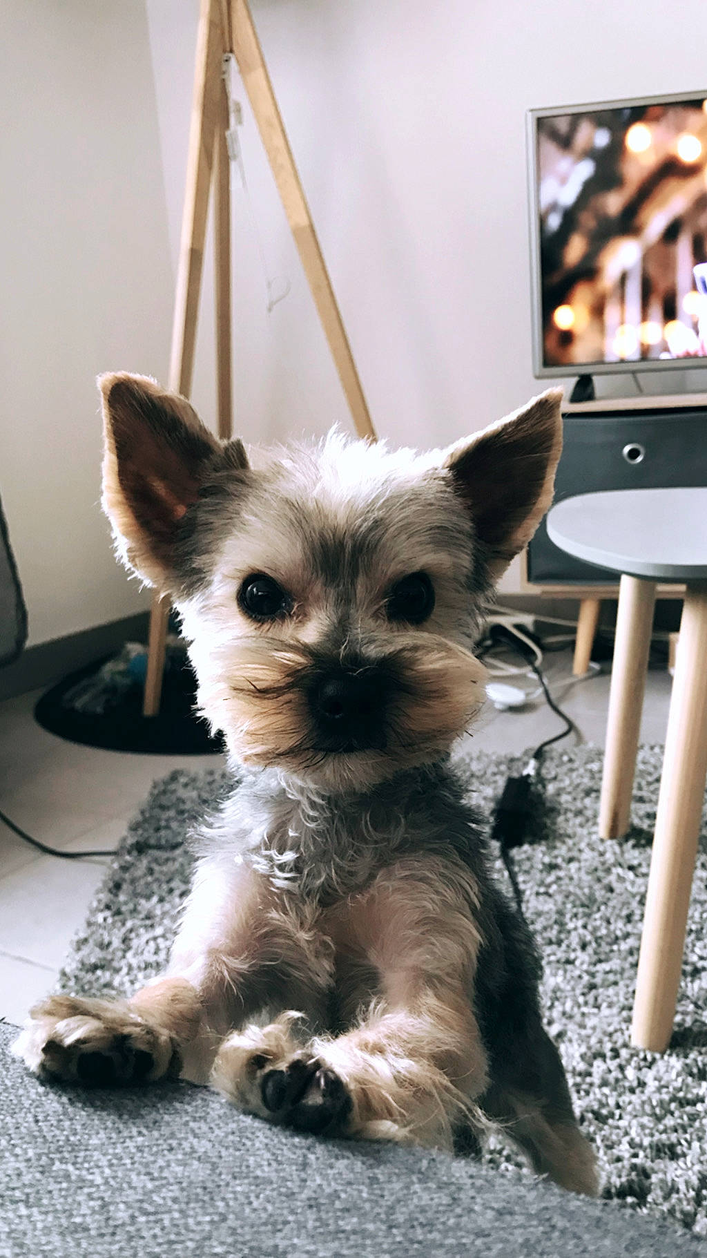 Narko a rejoint le concours — aidez-le/la à gagner de superbes lots ! cairn_terrier, canidae, carnivore, companion_dog, dog, dog_breed, ear, fawn, mammal, morkie, norwich_terrier, puppy, rare_breed_dog, small_terrier, terrier, toy_dog, vertebrate, whiskers, yorkshire_terrier