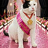 animal, award, black_and_white_cat, cat, celebration, crown, decorations, feline, flowers, medal, pink, portrait, posing, royalty, runway, sash, sparkles, spotlights, stage, white_cat