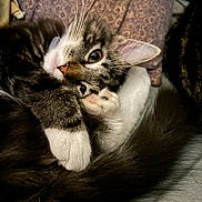 Savy is registered to the contest to win money with this photo: animal, blanket, cat, closeup, cozy, cute, cute_face, feline, fur, indoor, kitten, paw, pet, pillow, relaxed, resting, sleepy, soft, tabby, whiskers