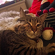 Indy joined the competition — help win amazing prizes! cat, tabby, paw, fur, whiskers, indoor, plush_toys, soft_toys, relaxed, close_up, sleepy, couch, home, pet, striped, face, animal, cozy, resting, feline