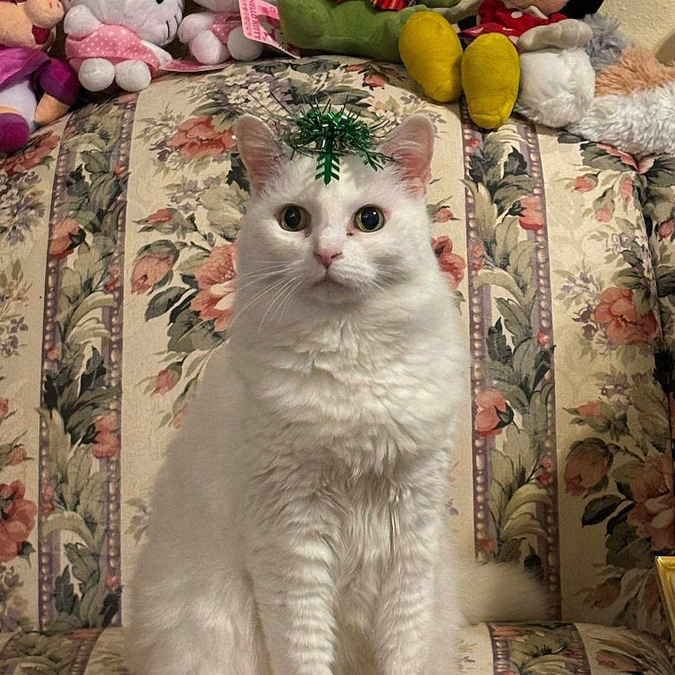 Puffy joined the competition — help win amazing prizes! animal_portrait, cat, cozy, cute, decorative_ribbon, domestic_animal, feline, floral_couch, furniture, hello_kitty, home_interior, indoor, kermit_the_frog, minnie_mouse, pet, plush_toys, sitting, soft_toys, stuffed_animals, white_cat