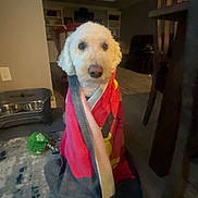 Benji is registered to the contest to win money with this photo: dog, blanket, indoor, carpet, furniture, dog_bowl, toy, living_room, pet, wrapped, cute, floor, home, animal, canine, seated, cozy, domestic, calm, curious