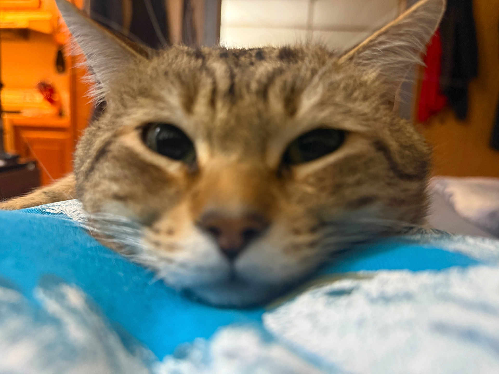 Benji joined the competition — help win amazing prizes! bed, blanket, cat, close_up, cozy, domestic_cat, ears, eyes, face, feline, indoor, nose, out_of_focus, pet, portrait, relaxed, shallow_depth_of_field, soft_focus, tabby, whiskers