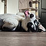 dog, husky, lying_down, playful, mouth_open, heterochromatic_eyes, indoor, floor, door, cat_tree, pet, animal, fur, black_and_white, close_up, canine, domestic_animal, resting, relaxed, whiskers
