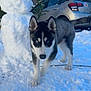 Aïko a rejoint le concours — aidez-le/la à gagner de superbes lots ! husky, puppy, dog, snow, snowman, winter, outdoor, animal, pet, blue_eyes, curious, playful, fur, canine, cold, daylight, vehicle, parked_car, nature, background
