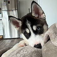 Aïko a rejoint le concours — aidez-le/la à gagner de superbes lots ! husky, puppy, dog, close_up, resting, blanket, indoor, kitchen, floor, refrigerator, furniture, cozy, pet, canine, cute, fur, ears, paw, heterochromia, home