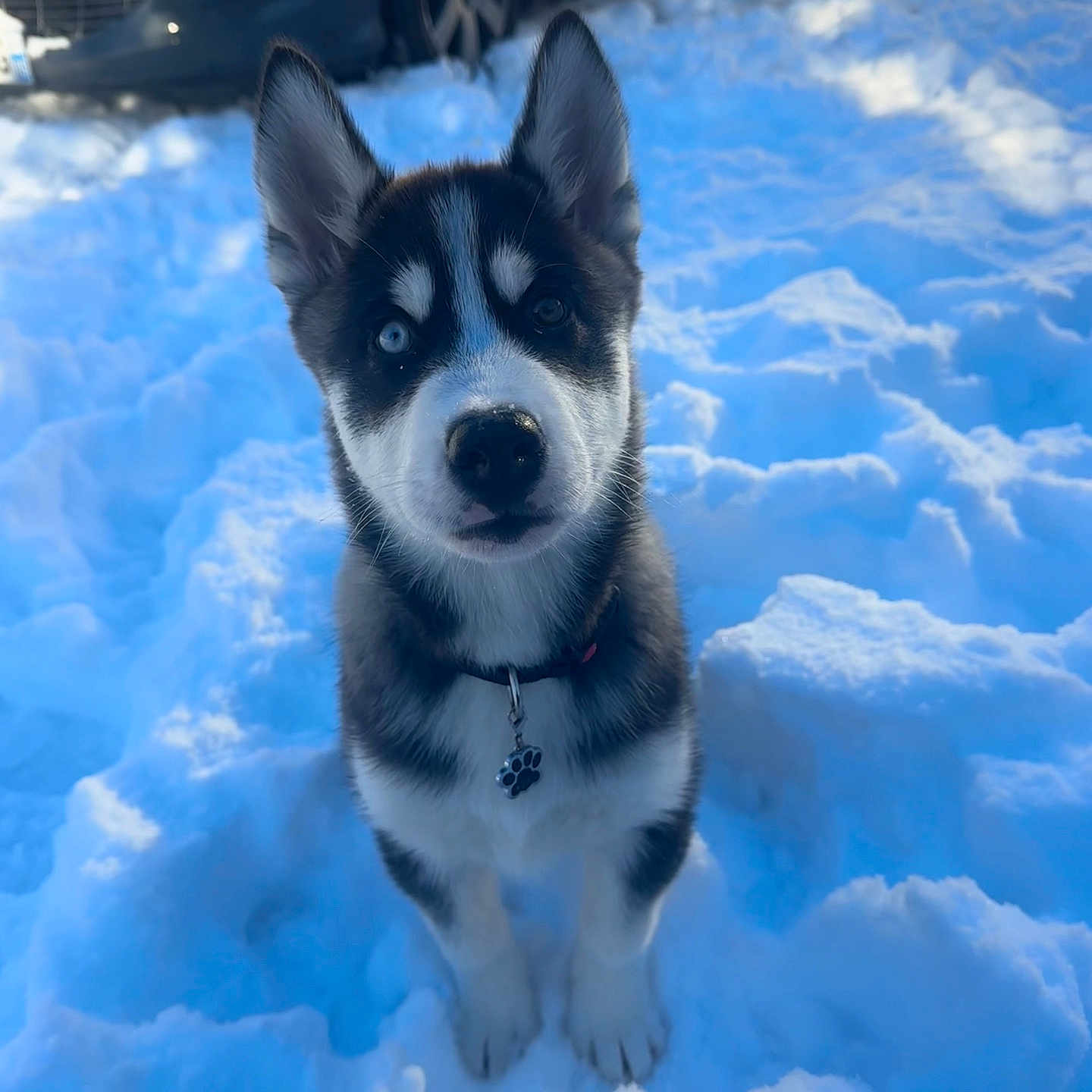 Aïko a rejoint le concours — aidez-le/la à gagner de superbes lots ! animal, black_and_white, blue_eyes, cold, collar, cute, daylight, dog, ears, fur, heterochromia, husky, outdoor, paw_print_tag, pet, puppy, sitting, snow, vehicle, winter