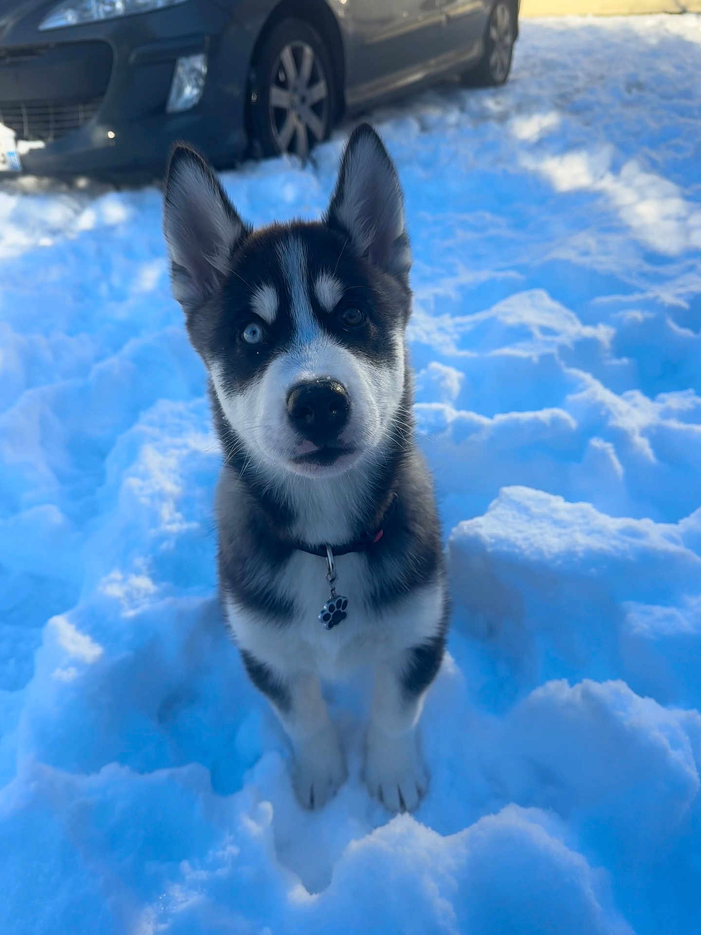 Aïko a rejoint le concours — aidez-le/la à gagner de superbes lots ! husky, puppy, dog, snow, outdoor, animal, pet, collar, paw_print_tag, winter, cold, cute, sitting, fur, ears, black_and_white, blue_eyes, heterochromia, vehicle, daylight