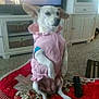 dog, white_dog, pet, clothing, pink_outfit, quilt, red_quilt, remote_control, indoor, living_room, furniture, carpet, small_dog, sitting, ears, cute, animal, household, portrait, relaxed