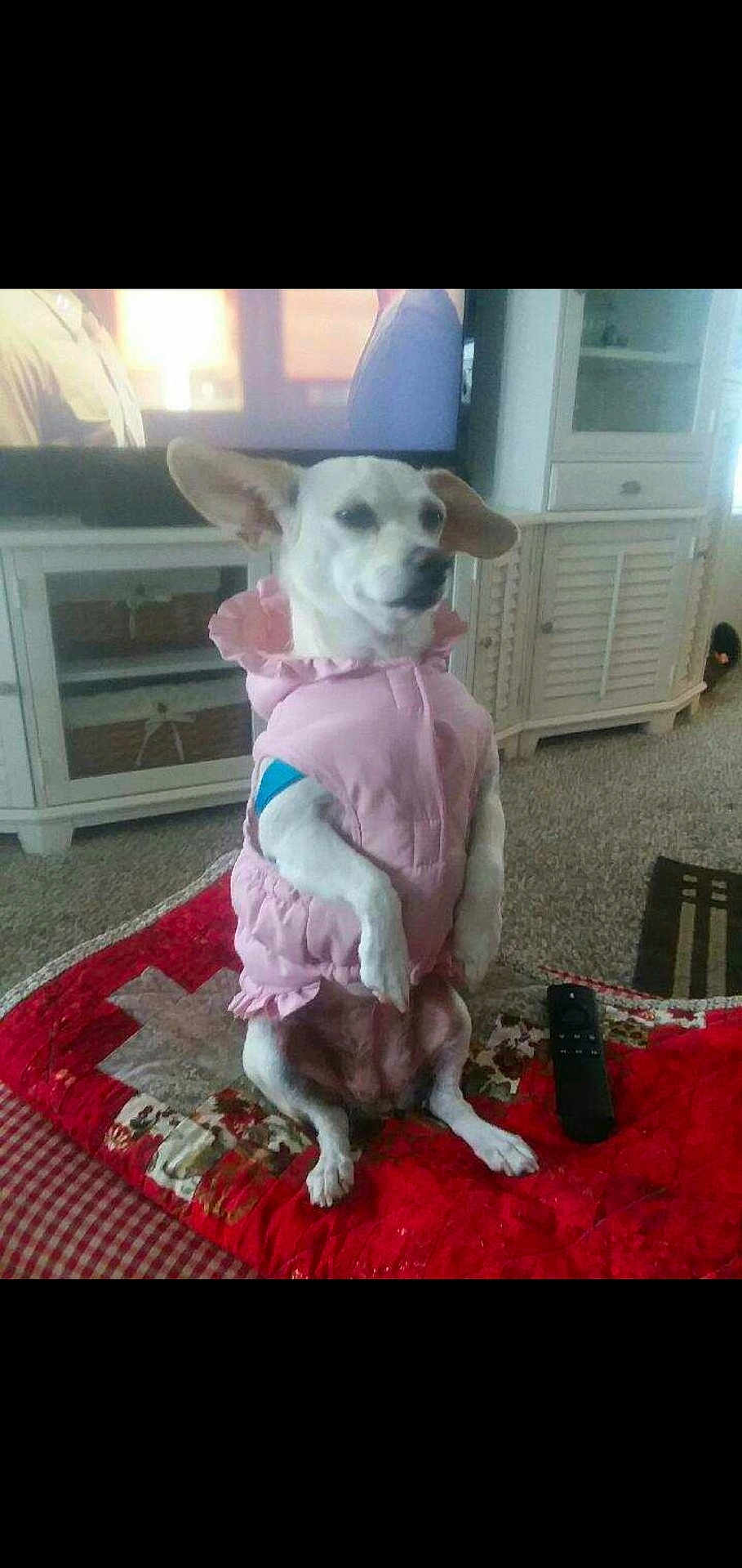 Bella joined the competition — help win amazing prizes! dog, white_dog, pet, clothing, pink_outfit, quilt, red_quilt, remote_control, indoor, living_room, furniture, carpet, small_dog, sitting, ears, cute, animal, household, portrait, relaxed