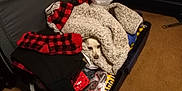 Bella joined the competition — help win amazing prizes! dog, suitcase, blanket, clothing, carpet, indoor, cozy, pet, resting, red_sweater, black_dog, white_dog, furniture, dresser, bag, home, warm_lighting, peeking, curious, relaxed