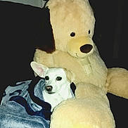 Bella joined the competition — help win amazing prizes! dog, blanket, plush_toy, teddy_bear, couch, indoor, cozy, white_dog, stuffed_animal, pet, snuggled, soft, comfort, dark_background, companion, cute, small_dog, fur, sitting, relaxed