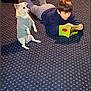 beige_furniture, blue_carpet, book, boy, carpet, casual, child, cozy, dog, floor, furniture, home, indoor, lying_down, ottoman, patterned_carpet, pet, reading, relaxing, sweater