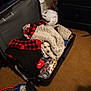 Bella is registered to the contest to win money with this photo: dog, suitcase, blanket, clothing, carpet, indoor, cozy, pet, resting, red_sweater, black_dog, white_dog, furniture, dresser, bag, home, warm_lighting, peeking, curious, relaxed