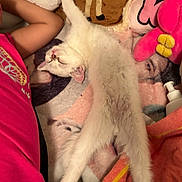 Michi is registered to the contest to win money with this photo: animal, blanket, cat, comfort, cozy, cute, feline, fur, indoor, nap, paw, person, pink_shirt, plush, relaxation, resting, sleeping, soft_toys, stretching, white_cat