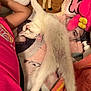 animal, blanket, cat, comfort, cozy, cute, feline, fur, indoor, nap, paw, person, pink_shirt, plush, relaxation, resting, sleeping, soft_toys, stretching, white_cat