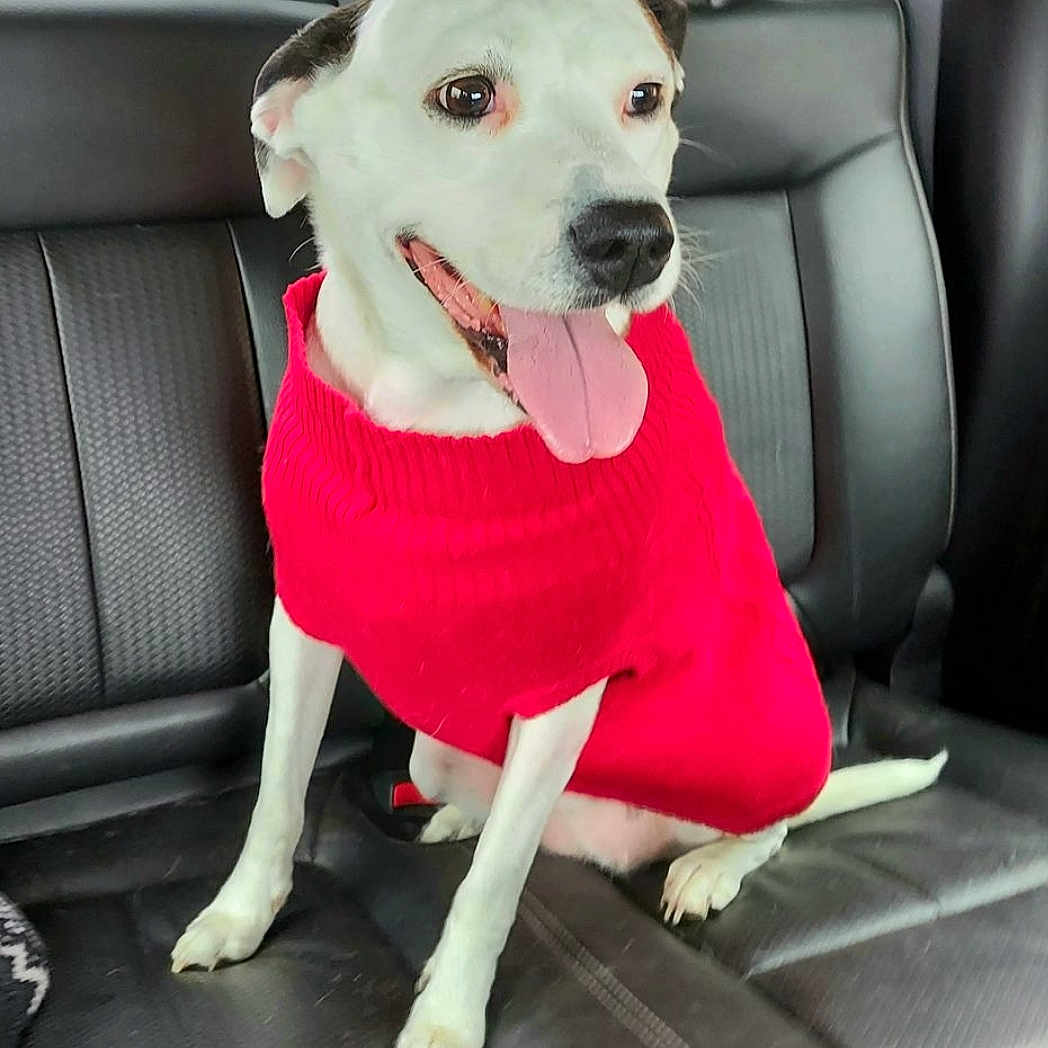 Stella is registered to the contest to win money with this photo: animal, backseat, black_ears, canine, car_interior, companion, cute, dog, dog_clothing, domestic_animal, happy, indoors, leather_seat, pet, portrait, red_sweater, sitting, tongue_out, vehicle, white_dog