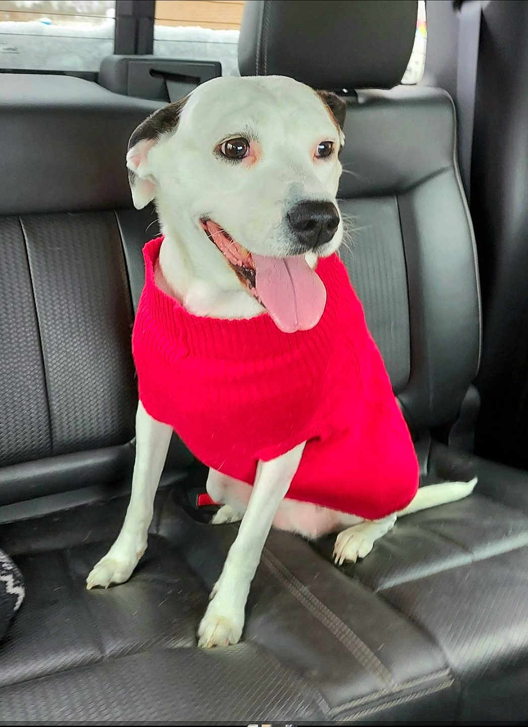 Stella