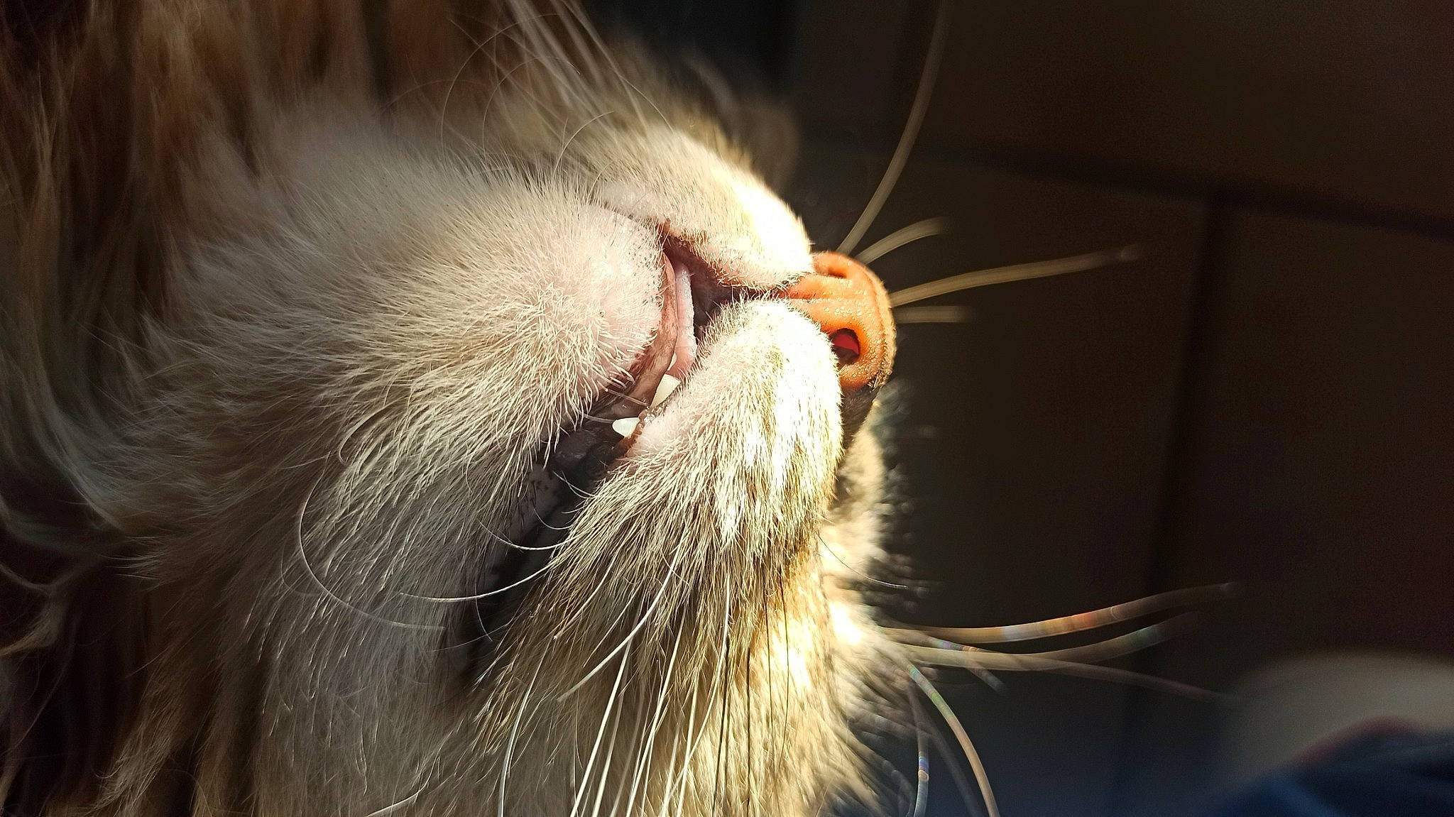 Duchesse participe au concours pour gagner de l'argent avec cette photo : beard, carnivore, cat, claw, close_up, comfort, ear, facial_hair, fawn, felidae, fur, moustache, paw, small_to_medium_sized_cats, snout, terrestrial_animal, whiskers, wildlife