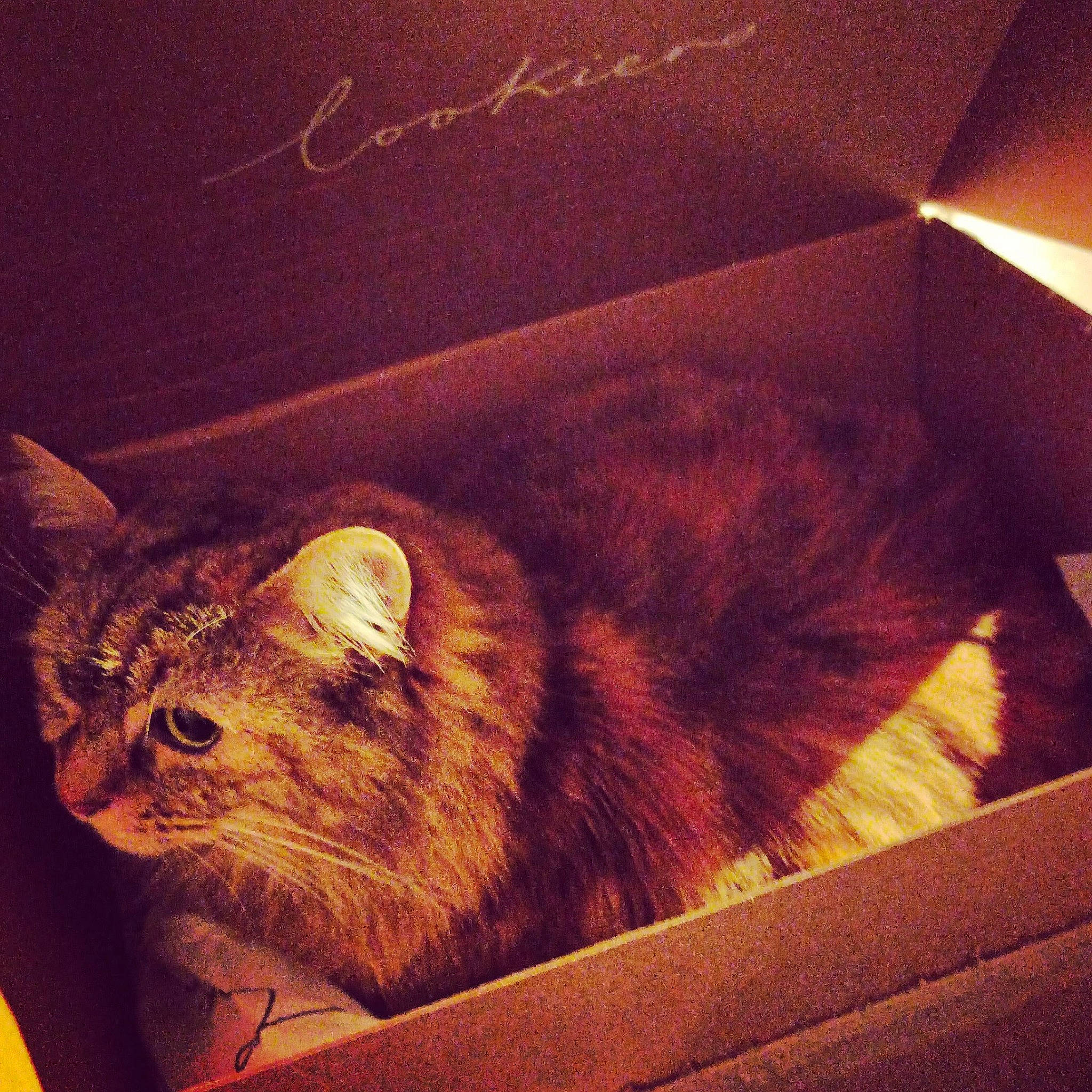 Duchesse a rejoint le concours — aidez-le/la à gagner de superbes lots ! box, cardboard, carnivore, carton, cat, cloud, comfort, domestic_short_haired_cat, felidae, fur, lighting, packaging_and_labeling, shipping_box, sky, small_to_medium_sized_cats, tail, tints_and_shades, whiskers, window, wood