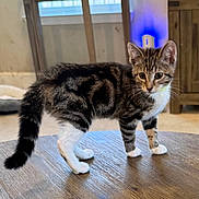 Anna is registered to the contest to win money with this photo: kitten, cat, tabby, white_paws, wooden_table, indoor, pet, curious, furniture, plant, home, young_cat, floor, window, domestic_animal, animal, cute, alert, standing, fur