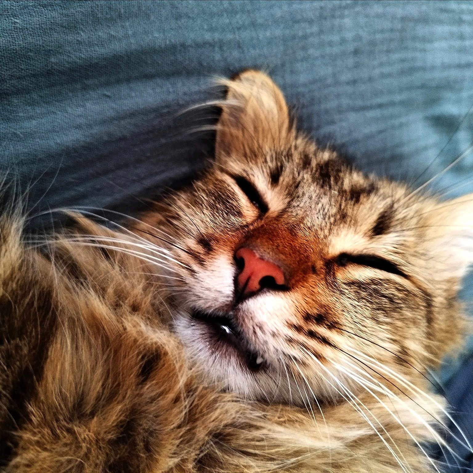Pimousse