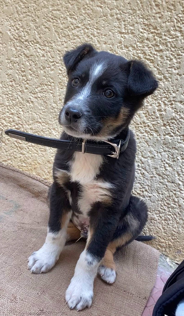 Charbon a rejoint le concours — aidez-le/la à gagner de superbes lots ! borador, canidae, carnivore, collar, companion_dog, dog, dog_breed, dog_collar, fashion_accessory, fur, hunting_dog, leash, paw, pet_supply, snout, sporting_group, street_dog, whiskers, working_animal, working_dog