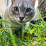 Eos participe au concours pour gagner de l'argent avec cette photo : cat, blue_eyes, grass, close_up, outdoor, curious, animal, whiskers, nature, pet, feline, muzzle, ears, greenery, ground_level, alert, cute, snout, daylight, small_animal